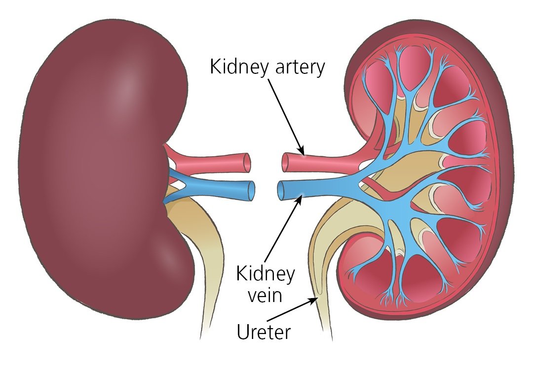 kidneyl 4 cropped 10 ways to keep your kidney healthy -- Dr Daniel Otokpa