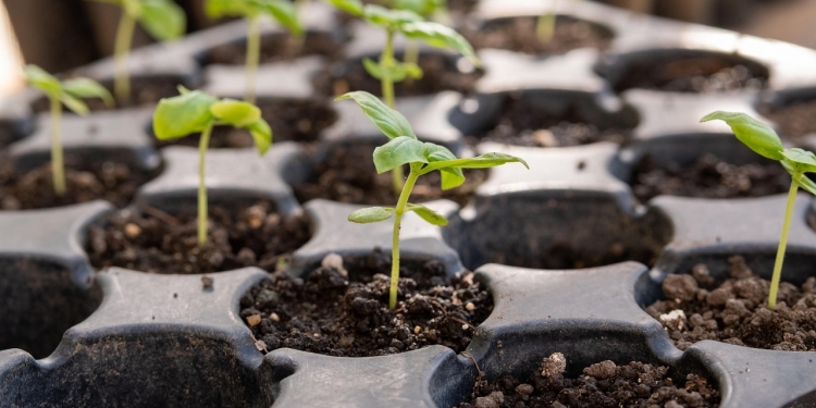 Cross River Govt partners French firm to distribute one million coffee seedlings to farmers