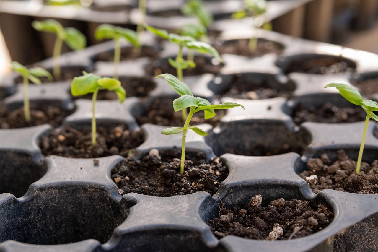 Cross River Govt partners French firm to distribute one million coffee seedlings to farmers