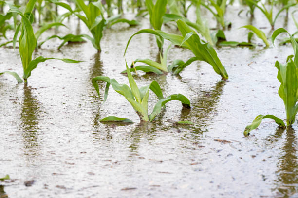Climate change hits women farmers hard in Cross River