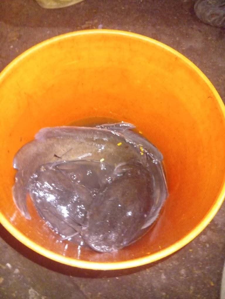 Vigilantes nab 2 for allegedly stealing fish, wires in Ugep