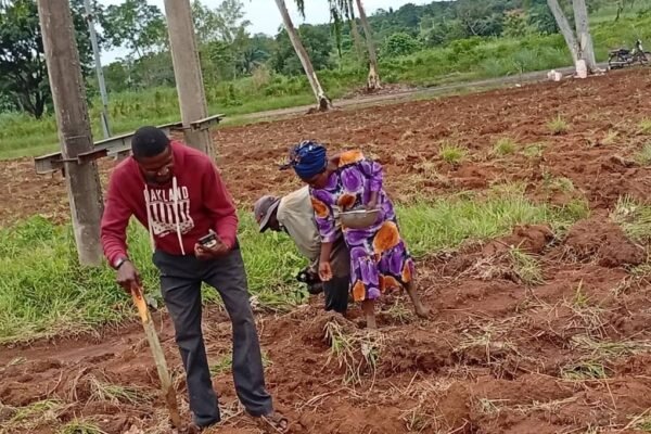 39f6ea27 6b9f 4082 b0cd 4e8ac1fc1c95 Yala LGA Embraces Project Grow High Yielding Farms as Others Shun