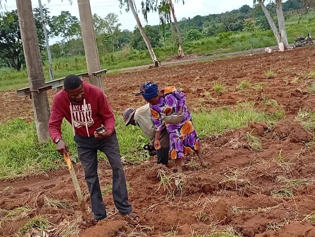 39f6ea27 6b9f 4082 b0cd 4e8ac1fc1c95 Yala LGA Embraces Project Grow High Yielding Farms as Others Shun