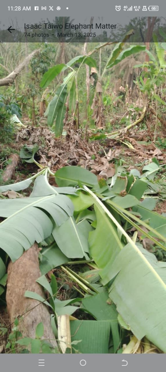 From endangered to accused: The rising conflict between elephants and farmers in Cross River
