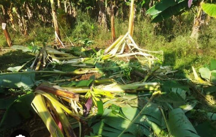 From endangered to accused: The rising conflict between elephants and farmers in Cross River