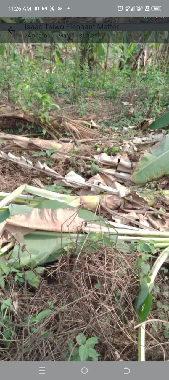 From endangered to accused: The rising conflict between elephants and farmers in Cross River