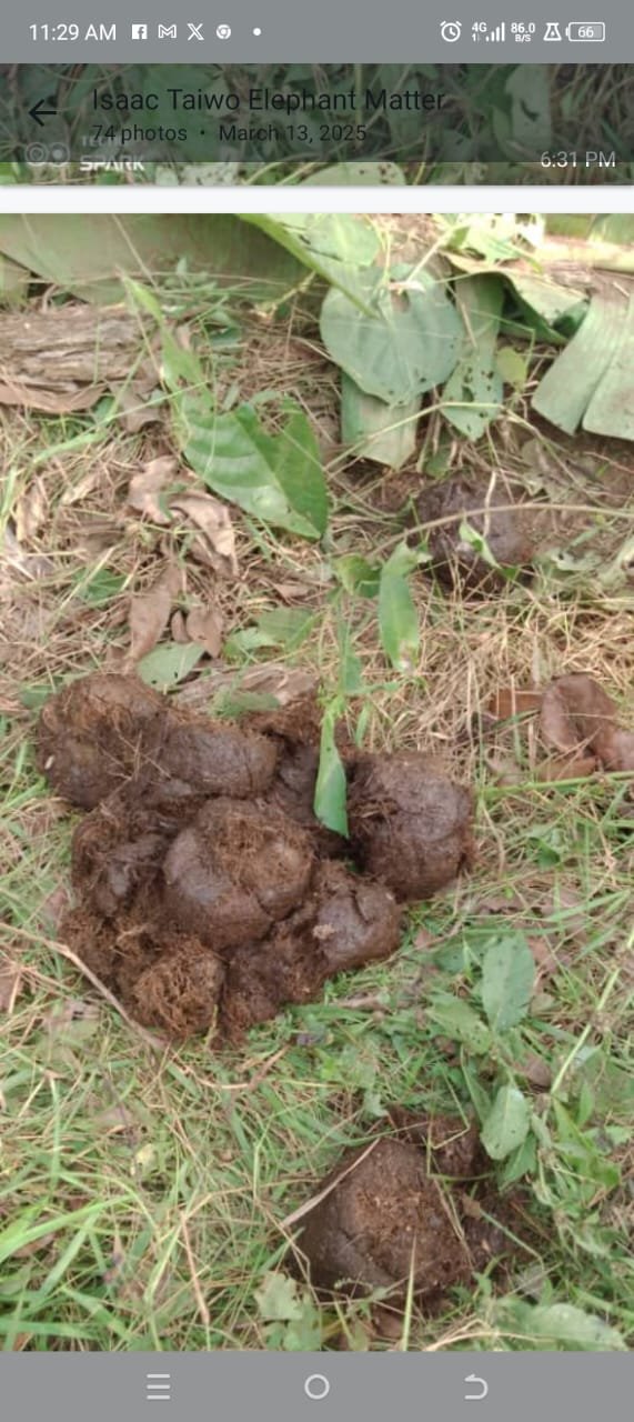 From endangered to accused: The rising conflict between elephants and farmers in Cross River