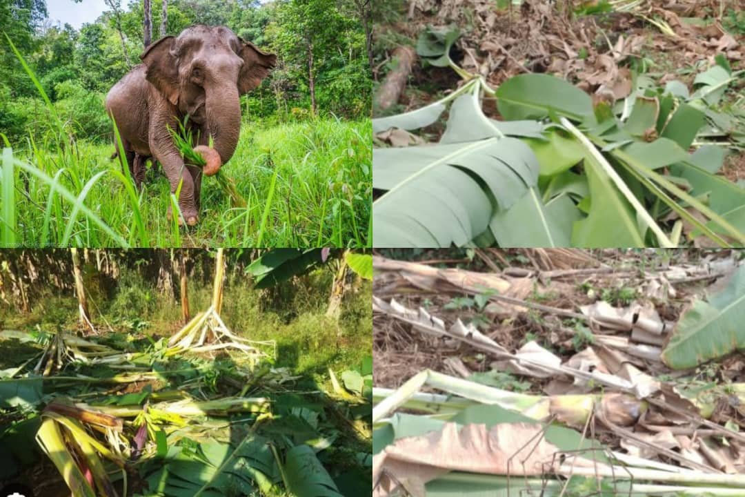 From endangered to accused: The rising conflict between elephants and farmers in Cross River