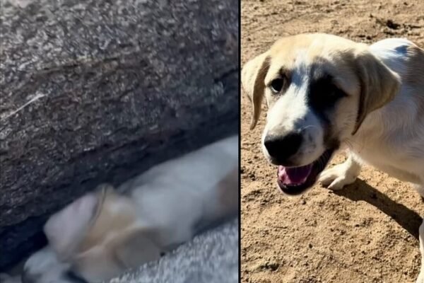 Firefighters rescue 3-month-old puppy in Ramona