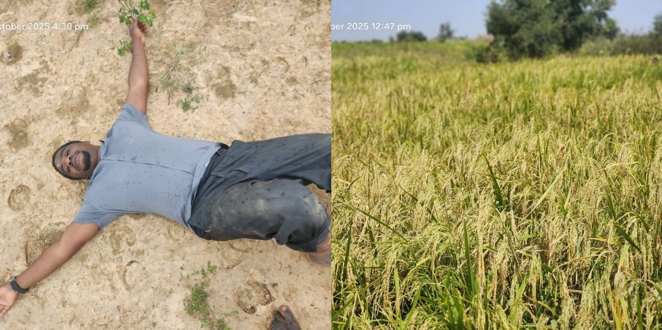 Farmer abandons work after Fulani herdsmen destroy his farmland again