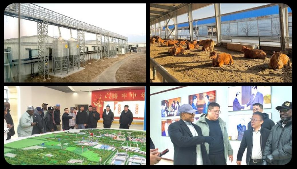 kaduna china poultry Kaduna pushes for $200m poultry investment in China