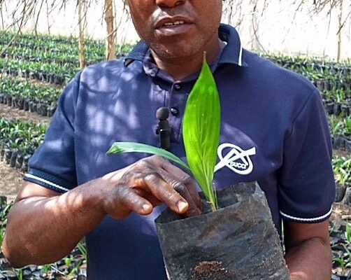 224788e7 0a10 4299 bcf5 69eb734b6a3a AGRO-REVOLUTION: Firm Unveils 90,000 Nifo Tonera Palm Seedlings For Farmers in Akwa Ibom