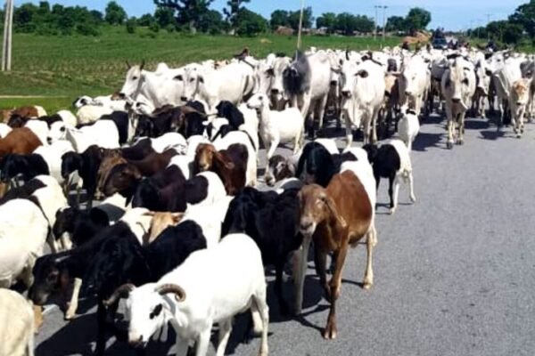 Trans Boundary Animal Diseases TADs cattle Federal Ministry of Livestock delivers vaccine to Bayelsa