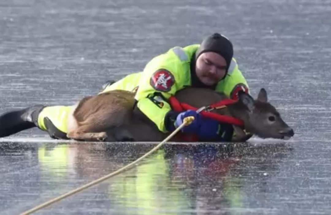 trapped deer Firefighters rescue trapped deer from frozen lake in Washington