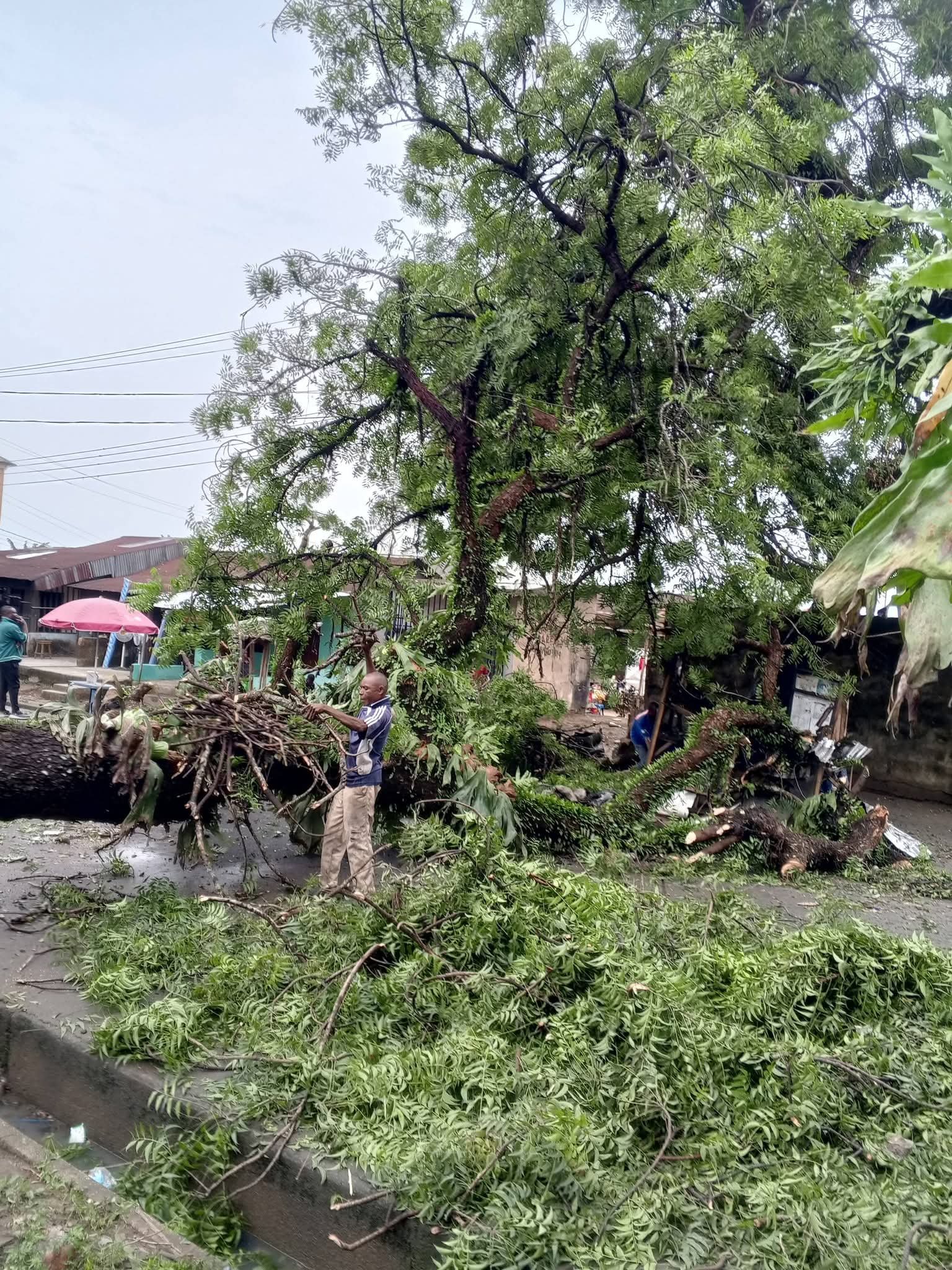 Calabar Rainstorm Tree Fall 2 Rainstorm Destroys Over 100 Houses in Cross River