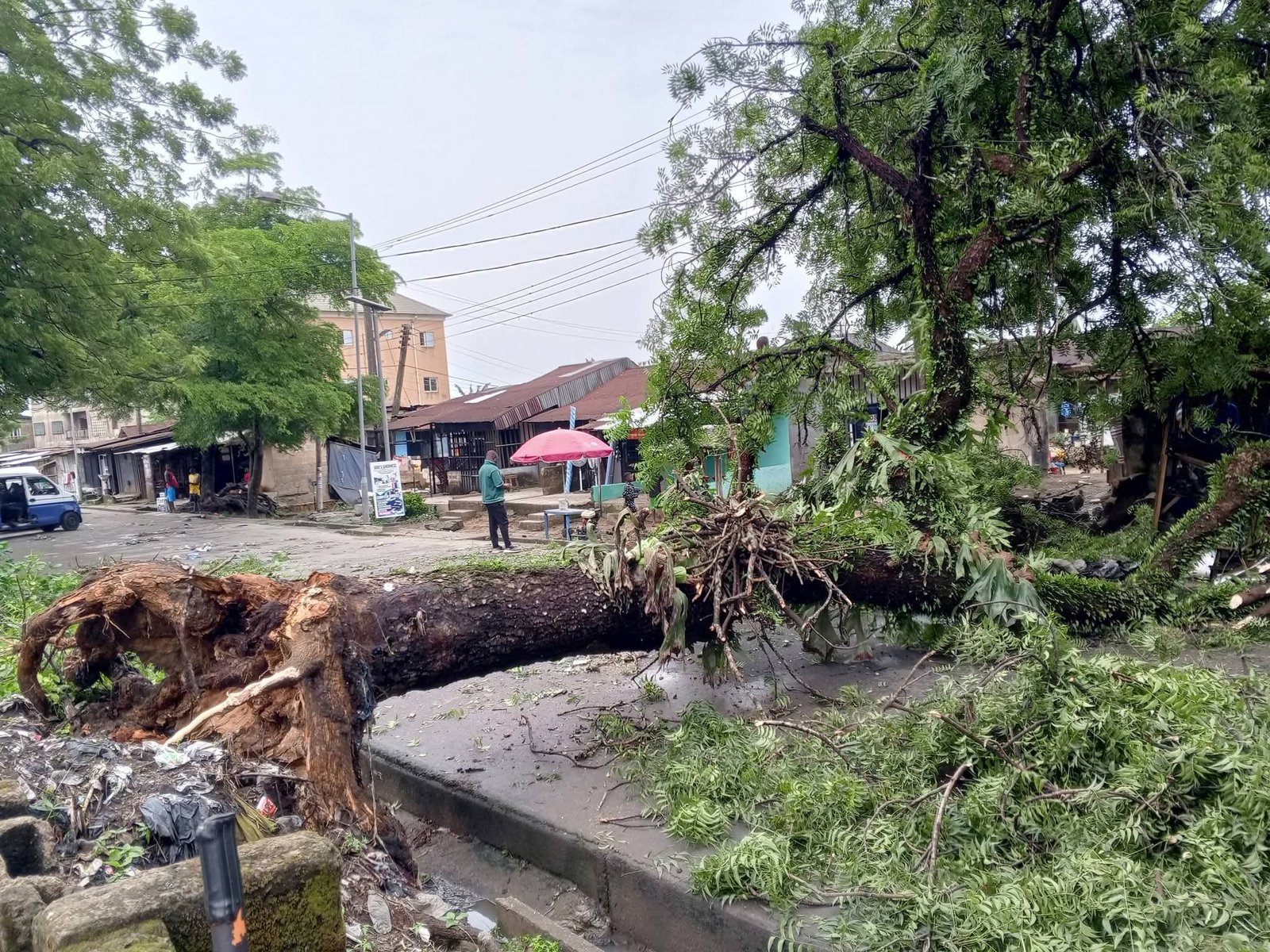 Calabar Rainstorm Tree Fall Rainstorm Destroys Over 100 Houses in Cross River
