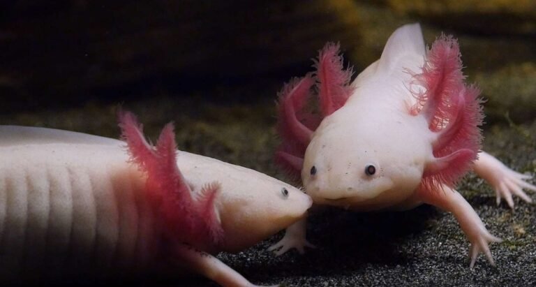 Hypoxia Hack: Low oxygen levels slow mammal limb regeneration – Study